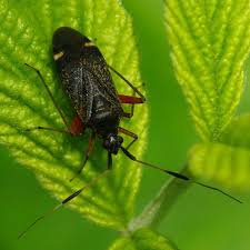 Attēlu rezultāti vaicājumam “Closterotomus biclavatus nymph”