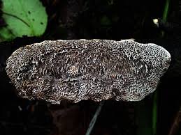 Attēlu rezultāti vaicājumam “Datronia mollis”