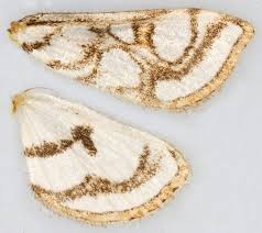 Attēlu rezultāti vaicājumam “Nymphula nitidulata”