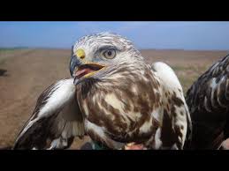 Attēlu rezultāti vaicājumam “Buteo lagopus”