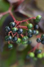 Attēlu rezultāti vaicājumam “Cornus sanguinea fruit”
