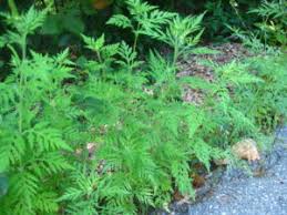 Attēlu rezultāti vaicājumam “Ambrosia artemisiifolia fruit”