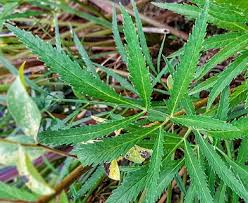 Attēlu rezultāti vaicājumam “Cicuta virosa”