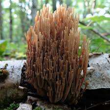 Attēlu rezultāti vaicājumam “Ramaria stricta”