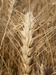 Attēlu rezultāti vaicājumam “Triticum aestivum”