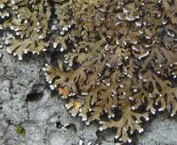 Attēlu rezultāti vaicājumam “Physconia detersa”