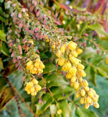 Attēlu rezultāti vaicājumam “Berberidaceae”
