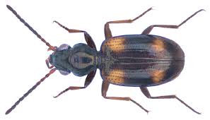 Attēlu rezultāti vaicājumam “Bembidion quadrimaculatum”