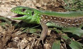 Attēlu rezultāti vaicājumam “Lacerta agilis”