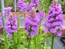 Attēlu rezultāti vaicājumam “Dactylorhiza fuchsii bud”
