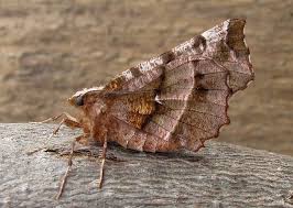 Attēlu rezultāti vaicājumam “Selenia dentaria imago”