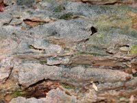 Attēlu rezultāti vaicājumam “Radulomyces confluens”