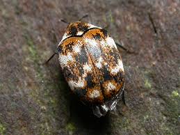 Attēlu rezultāti vaicājumam “Anthrenus verbasci”