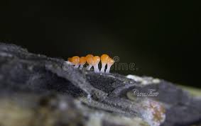 Attēlu rezultāti vaicājumam “Trichia varia macro”