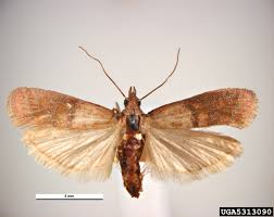 Attēlu rezultāti vaicājumam “Plodia interpunctella”