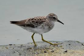 Image result for Calidris subminuta