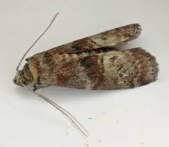 Attēlu rezultāti vaicājumam “Phycita roborella”