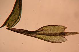 Attēlu rezultāti vaicājumam “Ceratodon purpureus”