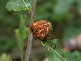 Attēlu rezultāti vaicājumam “Andricus foecundatrix”