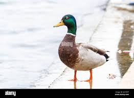Attēlu rezultāti vaicājumam “Anas platyrhynchos male”