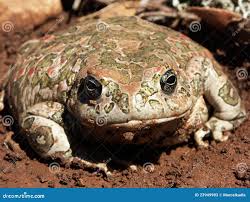 Attēlu rezultāti vaicājumam “Pseudepidalea viridis adult”