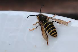 Attēlu rezultāti vaicājumam “Dolichovespula media”