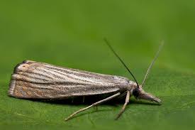 Attēlu rezultāti vaicājumam “Chrysoteuchia culmella”