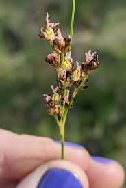 Attēlu rezultāti vaicājumam “Juncus gerardii bud”
