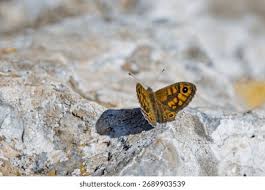 Attēlu rezultāti vaicājumam “Lasiommata megera male”