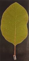 Attēlu rezultāti vaicājumam “Cotinus coggygria leaf”