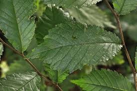 Attēlu rezultāti vaicājumam “Ulmus glabra”