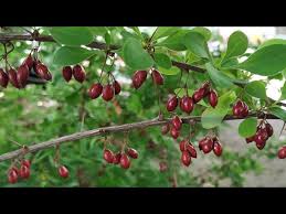 Attēlu rezultāti vaicājumam “Berberis thunbergii fruit”