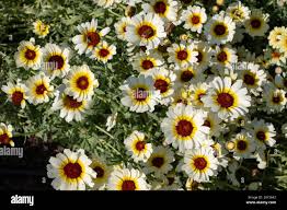 Image result for Chrysanthemum segetum