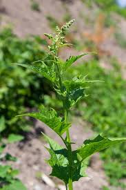 Attēlu rezultāti vaicājumam “Chenopodium bonus-henricus”