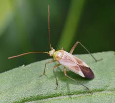 Attēlu rezultāti vaicājumam “Adelphocoris lineolatus imago”