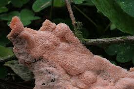 Attēlu rezultāti vaicājumam “Rhodonia placenta”