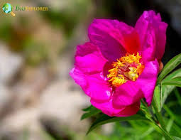 Attēlu rezultāti vaicājumam “Paeoniaceae”