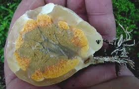 Attēlu rezultāti vaicājumam “Clathrus ruber”