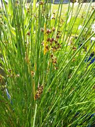 Attēlu rezultāti vaicājumam “Schoenoplectus lacustris subsp. glaucus bud”