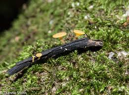 Attēlu rezultāti vaicājumam “Hemitrichia lutescens sessile”