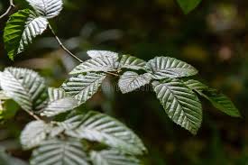 Attēlu rezultāti vaicājumam “Carpinus betulus leaf”