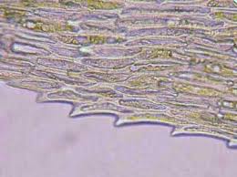 Attēlu rezultāti vaicājumam “Rhytidiadelphus triquetrus sporophyte”