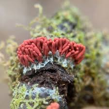 Attēlu rezultāti vaicājumam “Cribraria rufa spores”