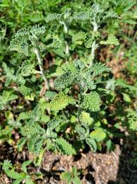 Image result for Marrubium vulgare