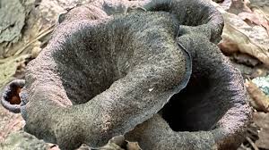 Attēlu rezultāti vaicājumam “Lactarius bertillonii”