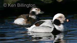 Attēlu rezultāti vaicājumam “Clangula hyemalis male”