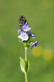 Attēlu rezultāti vaicājumam “Veronica serpyllifolia”
