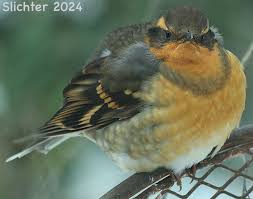 Image result for Ixoreus naevius