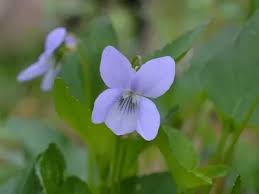 Attēlu rezultāti vaicājumam “Viola canina flower”