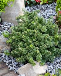 Attēlu rezultāti vaicājumam “Abies koreana”